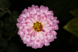 Chrysanthemum 'Anastasia' RCP11-2016 (37).JPG